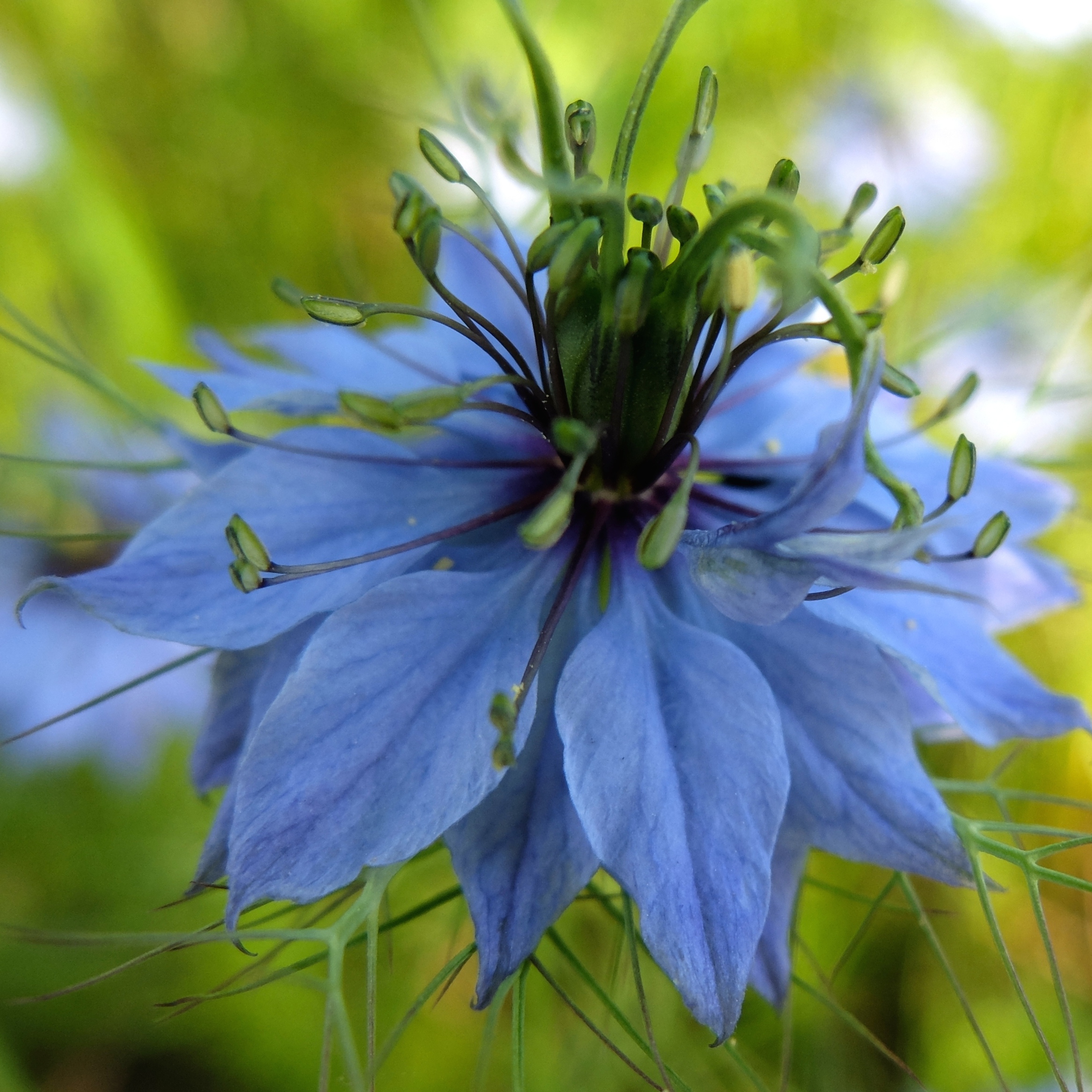 Fleur bleue !