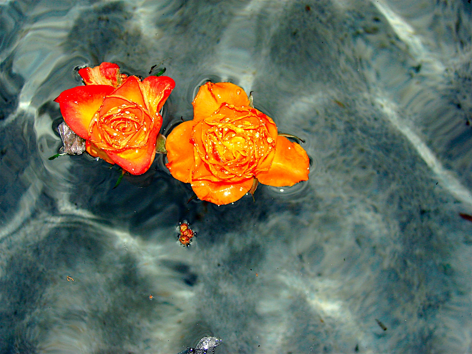 Fleurs d’eau [Archives Photos]