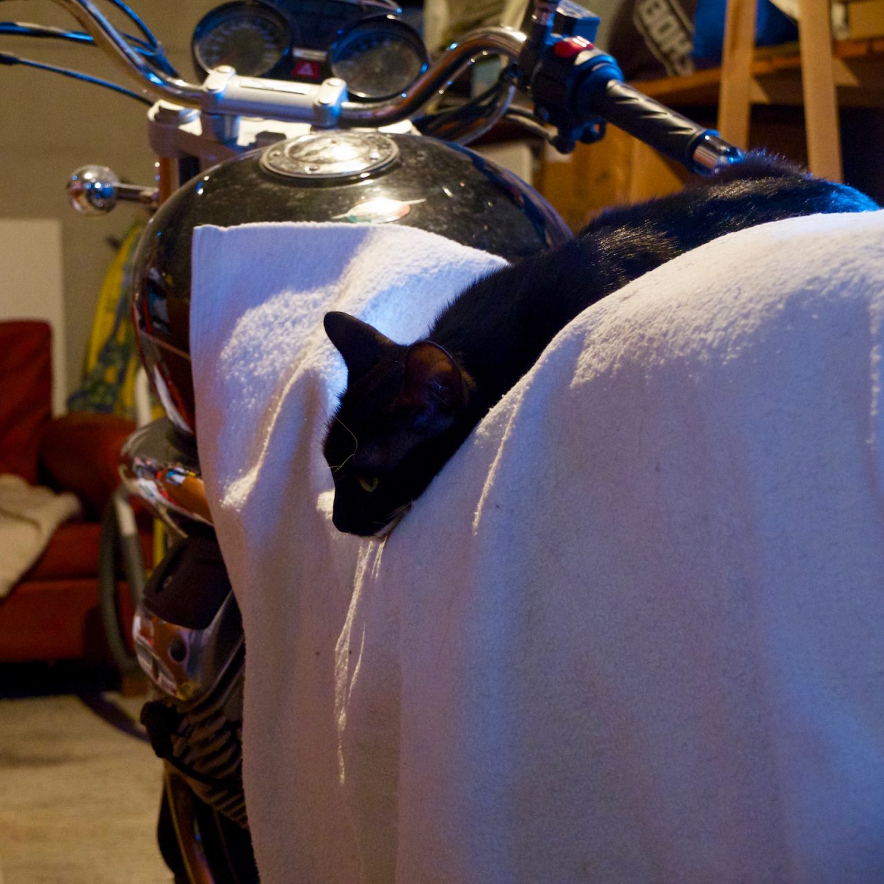 Un chat sur ma Moto Guzzi