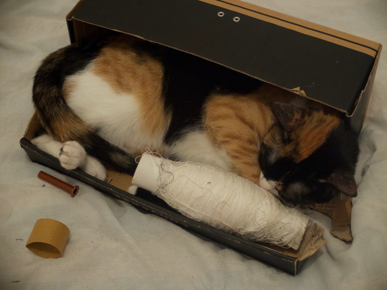 Duchesse, jeune chatte dans une boite à chaussure transformée en boite à couture !