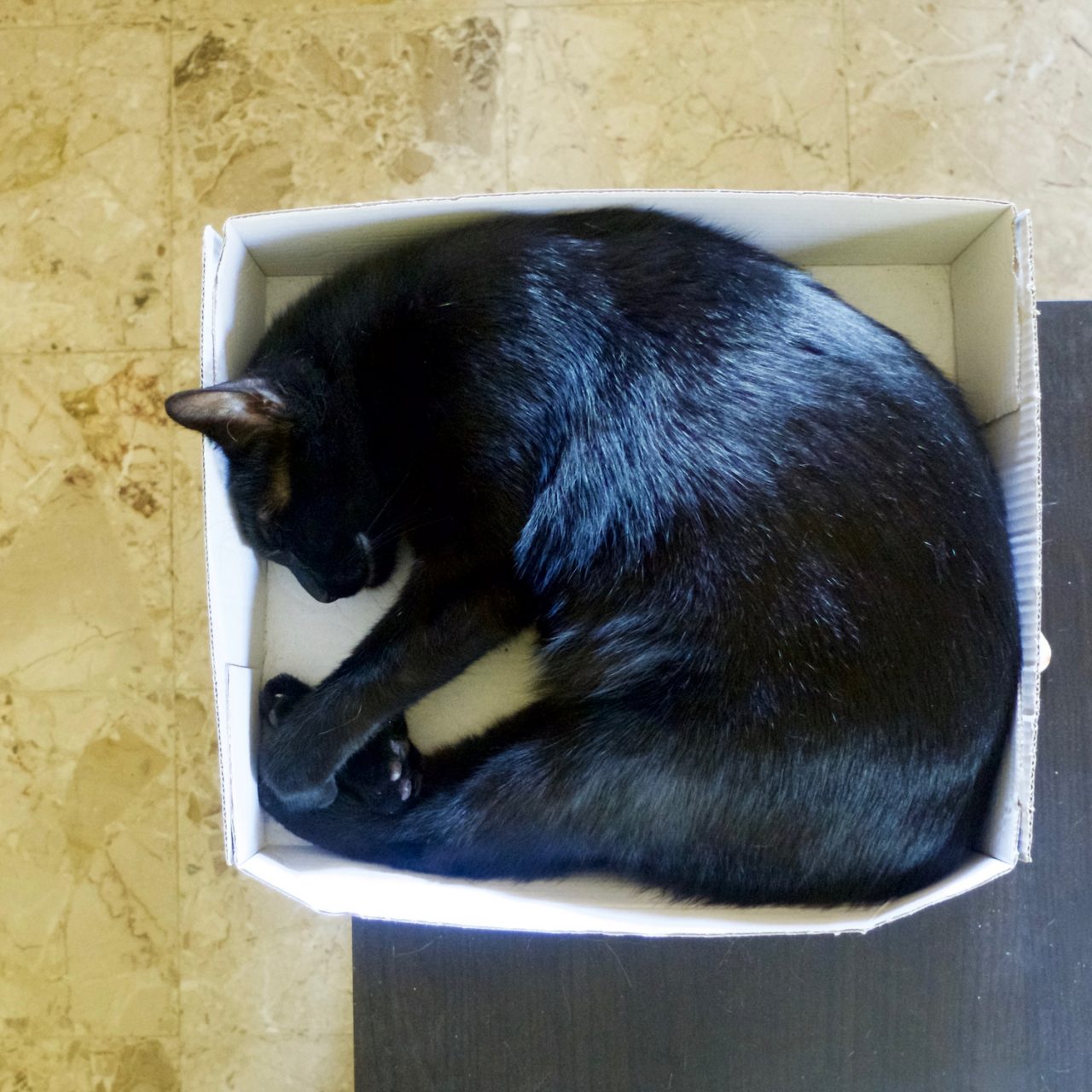 Le chat dort dans un carton !