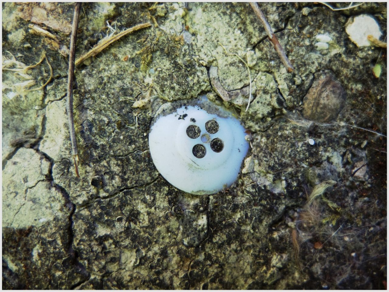 Un bouton abandonné dans le sol du jardin