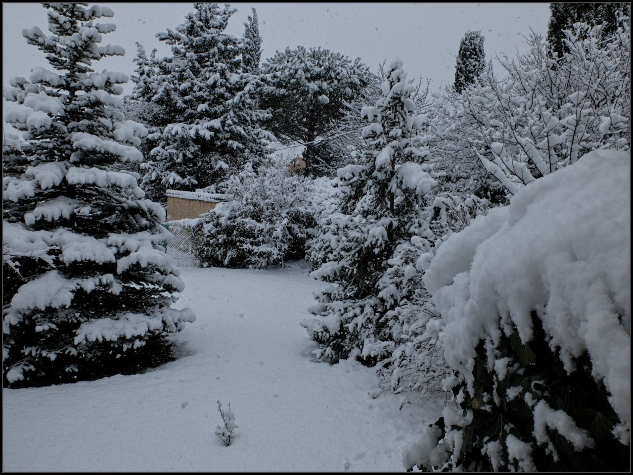 Le jardin, à Venelles, sous la neige, matin du 2 décembre 2017