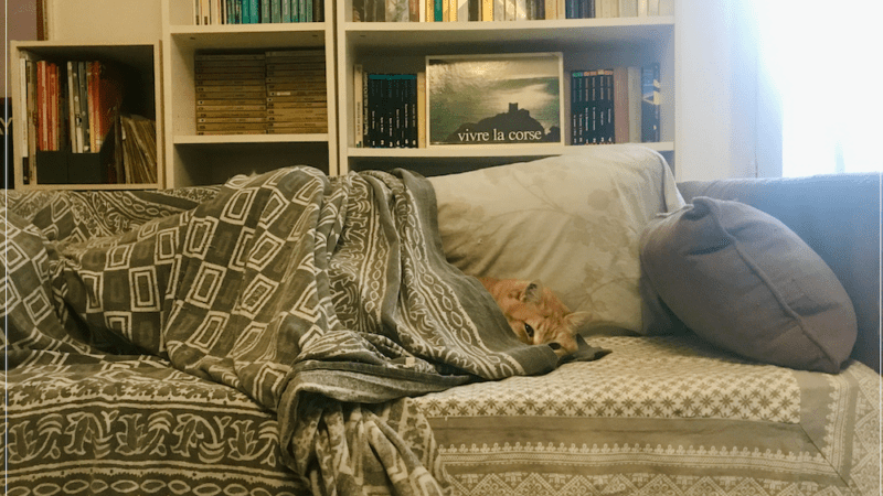 [Image du jour d’avant] Simba et son canapé