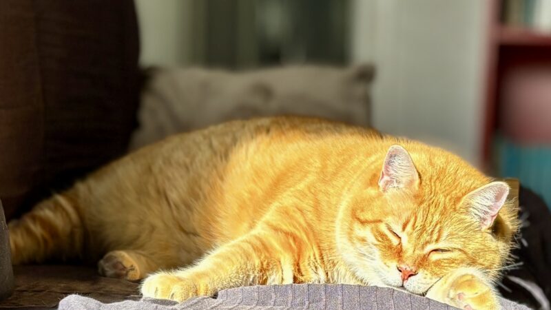 [Mon Chat] Simba se prélasse dans une coulée de soleil.