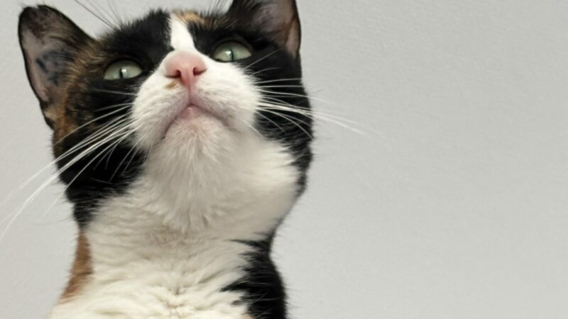 Duchesse !