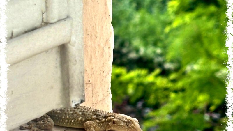 [Image du Jour] Gecko.